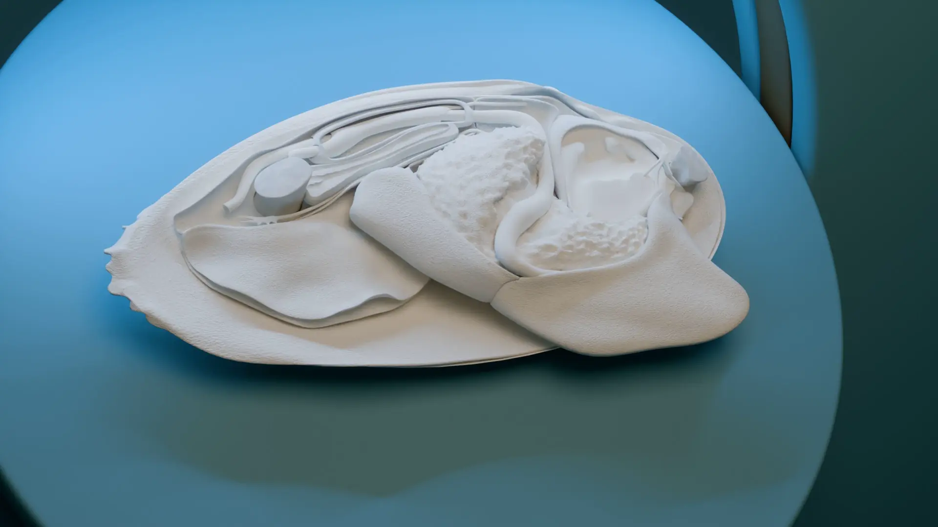 physisches Modell zur Anatomie der Flussperlmuschel